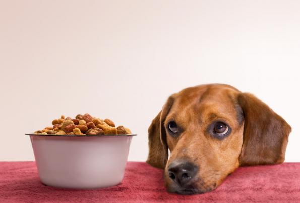 اهمیت غذای خشک در سگ ها