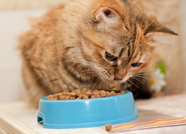 ویژگی های عمده غذا خشک گربه بالغ
