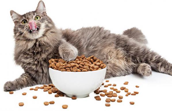 غذا خشک گربه بالغ چیست؟