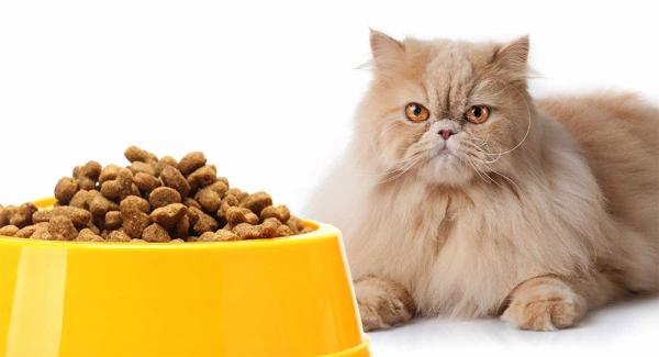 انواع غذا خشک گربه براساس نژاد