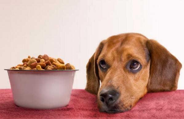 شناخت انواع غذا خشک سگ بالغ