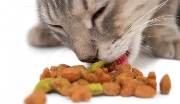 نکات مثبت درباره غذا خشک گربه
