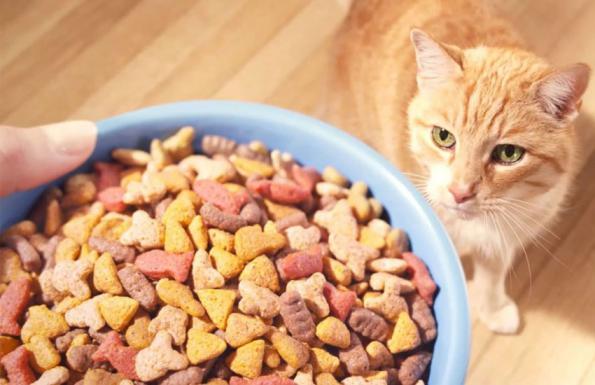 انواع غذا خشک گربه بالغ