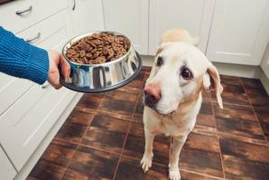 خوراک سگ با کیفیت و قیمت مناسب برای حفظ سلامت پت