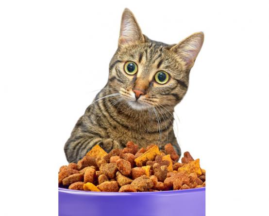 اهمیت غذای خشک گربه چیست؟