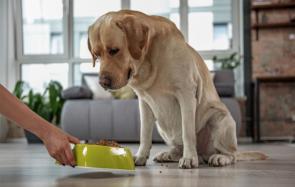 خرید آنلاین غذای سگ با کیفیت