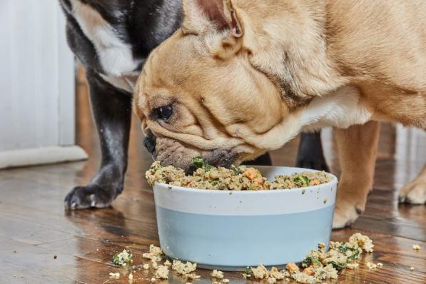 تفاوت غذا خشک با مرطوب سگ