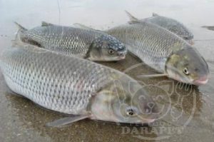 خرید خوراک ماهی رودخانه ای مستقیم از کارخانه