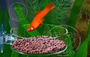 خرید اینترنتی خوراک پرورش ماهی از معتبرترین فروشگاه