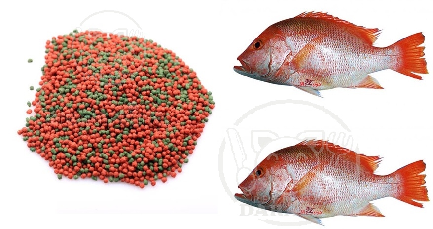 نحوه صادرات انواع مختلف خوراک ماهی به کشورهای دیگر