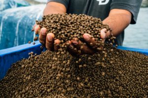 با مراجعه به این مرکز بهترین غذای ماهی قزل الا را تهیه کنید