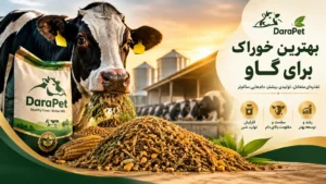 بهترین خوراک برای گاو