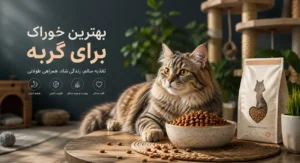 بهترین خوراک برای گربه